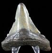 Juvenile Megalodon Tooth - North Carolina #59182-2
